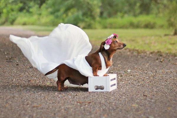 臘腸犬為什么不好養(yǎng) 臘腸犬的優(yōu)點和缺點