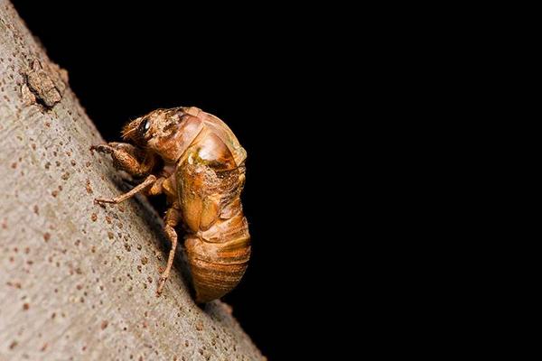 金蟬是怎么形成的 金蟬能活多久