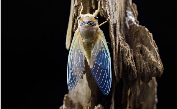 金蟬養殖新技術 金蟬養殖多久出欄