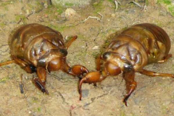 金蟬養殖新技術 金蟬養殖多久出欄