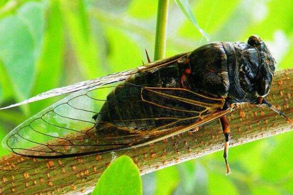金蟬養殖新技術 金蟬養殖多久出欄