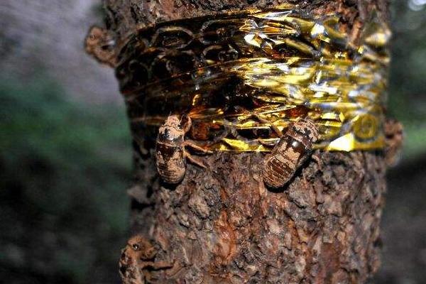 金蟬養殖新技術 金蟬養殖多久出欄