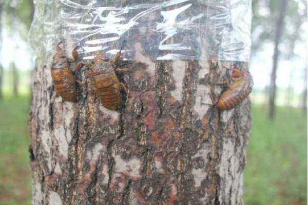 金蟬養殖新技術 金蟬養殖多久出欄