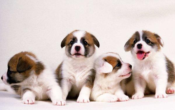 狗狗好聽的名字 狗狗霸氣名字大全