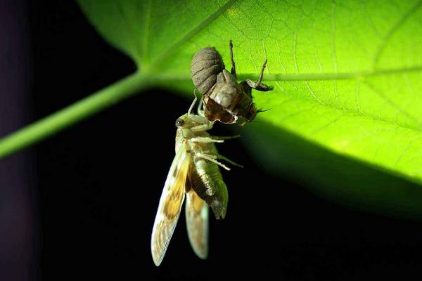 金蟬脫殼是什么意思 金蟬脫殼比喻什么