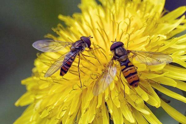 蜜蜂什么時候分蜂 蜜蜂為什么要采蜜