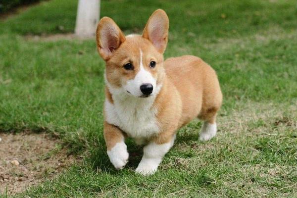 柯基犬吃什么狗糧好 柯基犬最大能長(zhǎng)多大