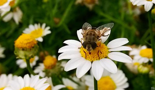 蜜蜂蟄人后為什么會死 蜜蜂為什么會蜇人