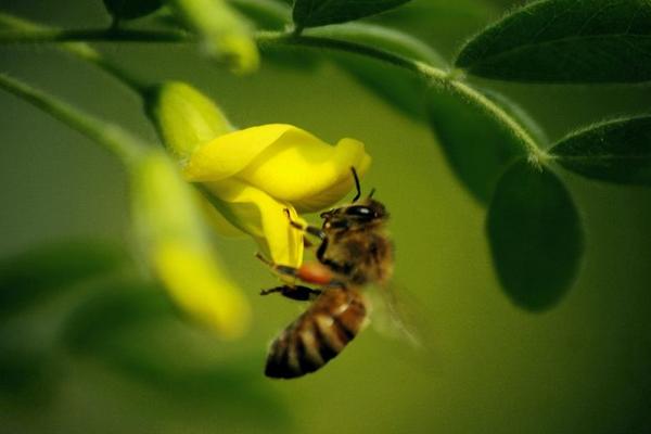 蜜蜂蟄人后為什么會死 蜜蜂為什么會蜇人