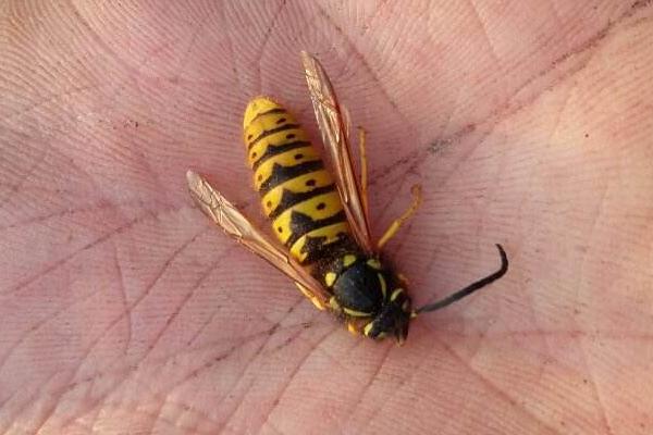 蜜蜂蟄人后為什么會死 蜜蜂為什么會蜇人