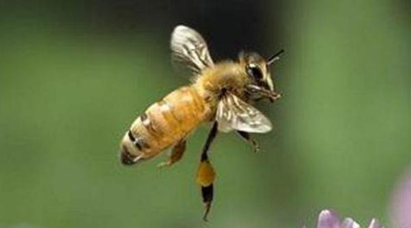 蜜蜂蟄人后為什么會死 蜜蜂為什么會蜇人