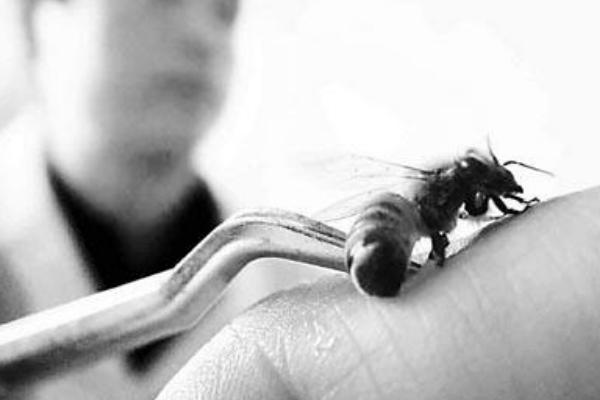 蜜蜂蟄人后為什么會死 蜜蜂為什么會蜇人