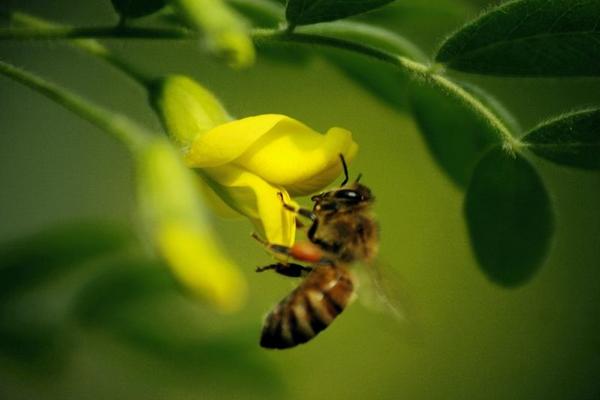 蜜蜂蟄了怎么處理 蜜蜂最簡單的驅趕方法