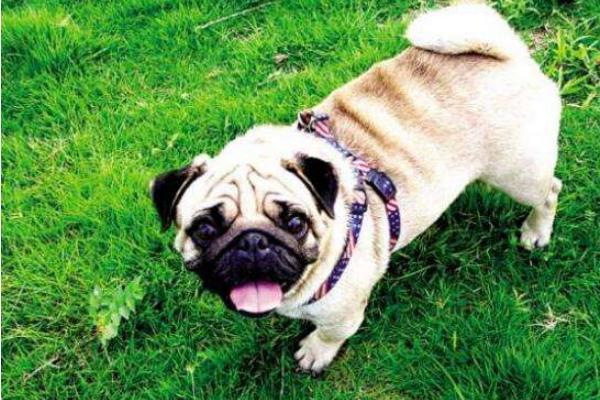 狗狗好聽的名字 狗狗霸氣名字大全