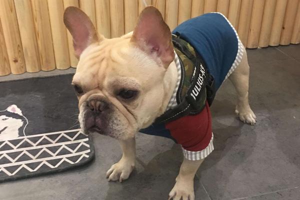 狗狗好聽的名字 狗狗霸氣名字大全