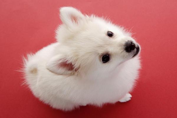 狗狗好聽的名字 狗狗霸氣名字大全