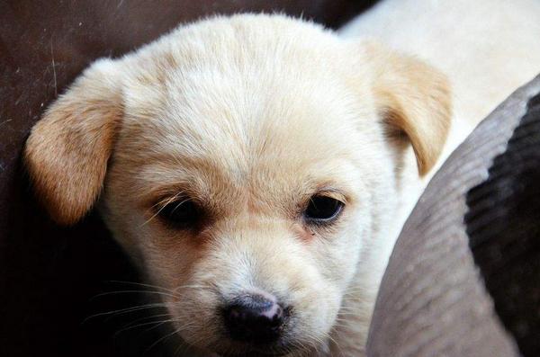 狗狗好聽的名字 狗狗霸氣名字大全