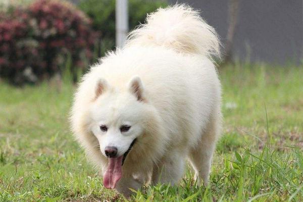 狗狗好聽的名字 狗狗霸氣名字大全