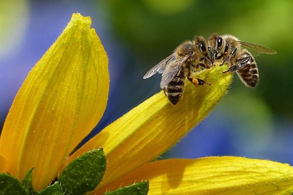 被蜜蜂蟄了是好兆頭嗎 蜜蜂來家里是福還是禍