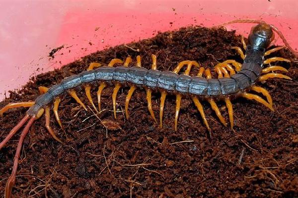 金頭蜈蚣市場(chǎng)價(jià)格多少錢一斤 金頭蜈蚣有毒嗎