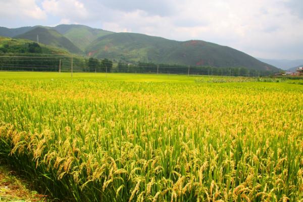 水稻胡麻葉斑病怎么治 水稻胡麻葉斑病用什么藥好