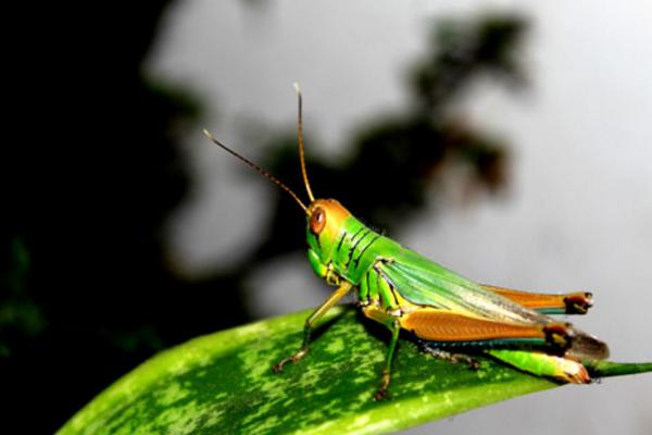 蝗蟲的呼吸器官是什么 蝗蟲靠什么呼吸
