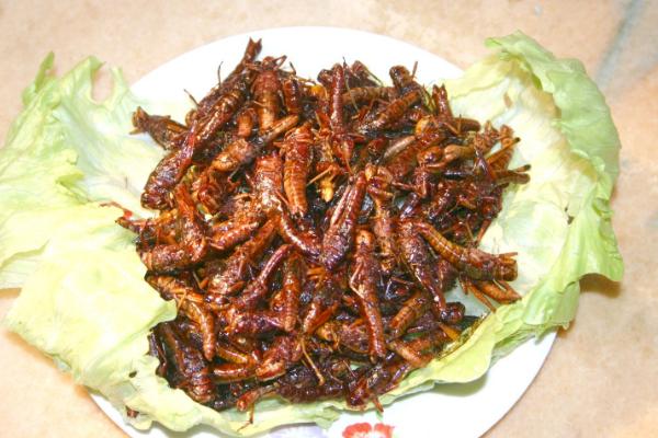 油炸蝗蟲的做法 油炸蝗蟲的功效與作用