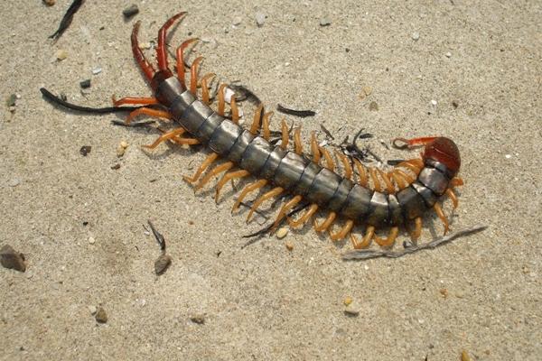 金頭蜈蚣市場(chǎng)價(jià)格多少錢一斤 金頭蜈蚣有毒嗎