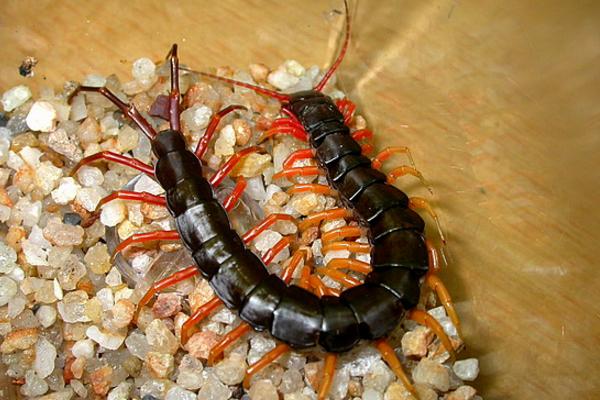 金頭蜈蚣市場(chǎng)價(jià)格多少錢一斤 金頭蜈蚣有毒嗎