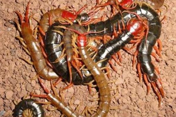 金頭蜈蚣市場(chǎng)價(jià)格多少錢一斤 金頭蜈蚣有毒嗎