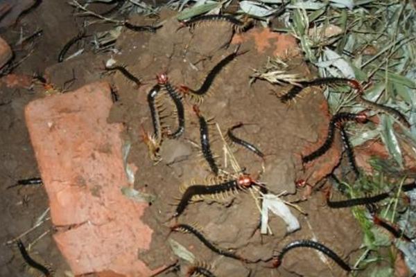 金頭蜈蚣市場(chǎng)價(jià)格多少錢一斤 金頭蜈蚣有毒嗎