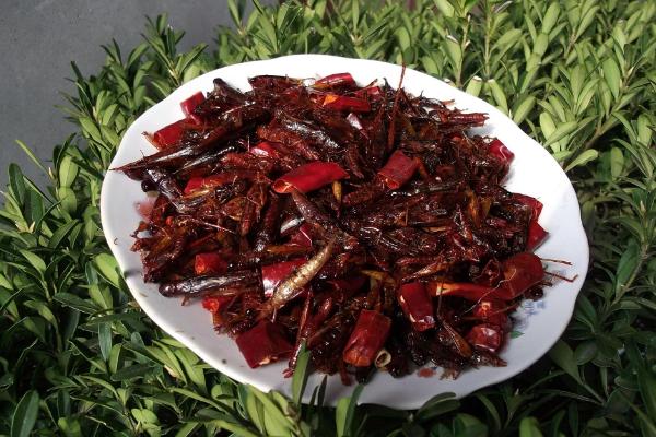 油炸蝗蟲的做法 油炸蝗蟲的功效與作用