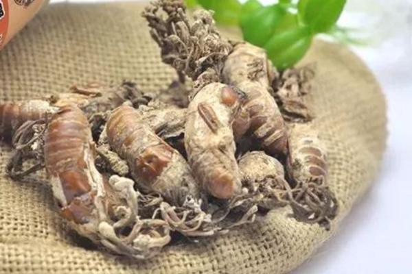 新鮮金蟬花怎么保存 金蟬花幾月份開花