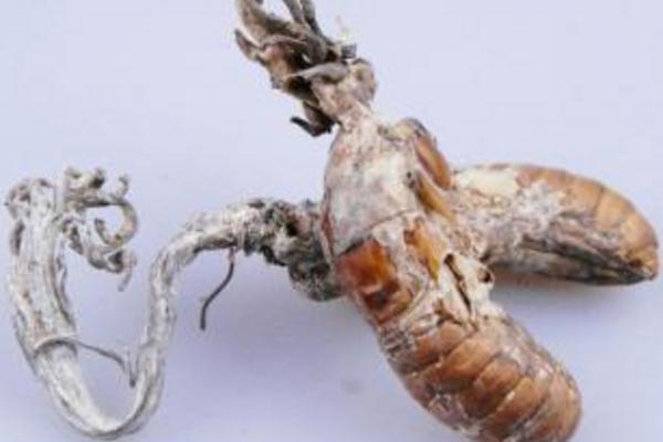 金蟬花產(chǎn)地在哪里 金蟬花怎么去殼