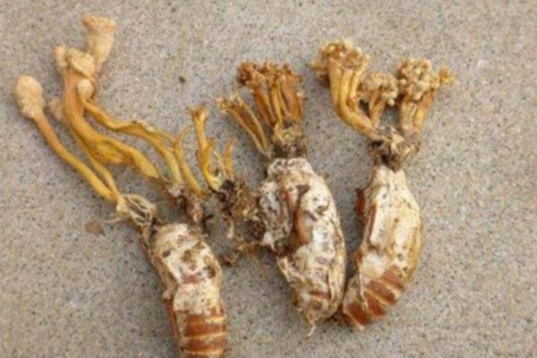 金蟬花產地在哪里 金蟬花怎么去殼