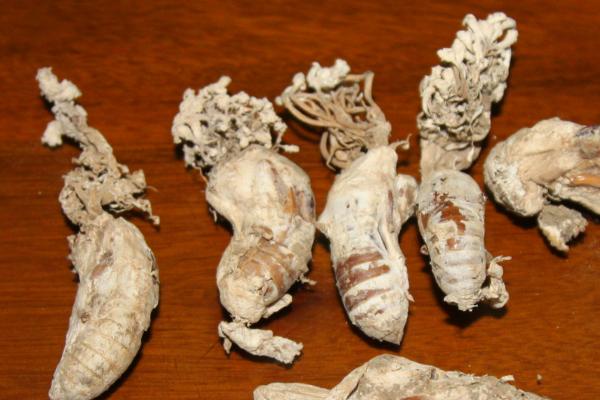 金蟬花產地在哪里 金蟬花怎么去殼