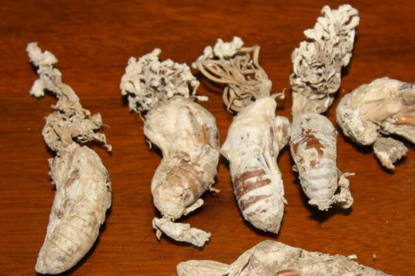 金蟬花生長(zhǎng)在什么地方 金蟬花什么季節(jié)有