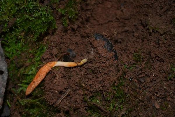 金蟬花生長(zhǎng)在什么地方 金蟬花什么季節(jié)有