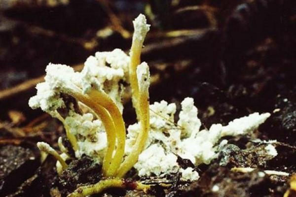 金蟬花生長(zhǎng)在什么地方 金蟬花什么季節(jié)有