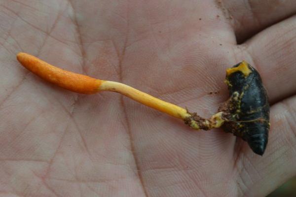 金蟬花生長(zhǎng)在什么地方 金蟬花什么季節(jié)有