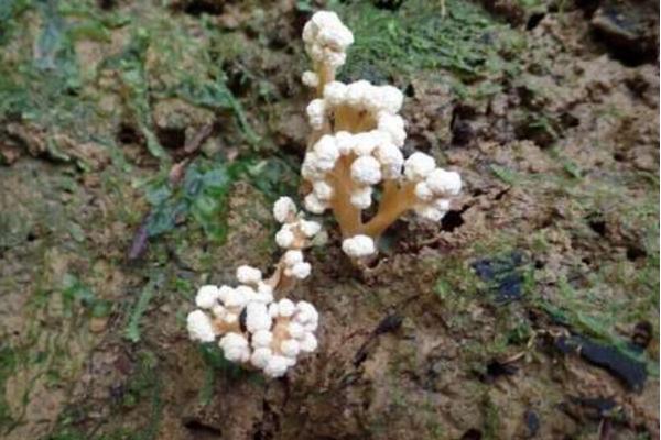 金蟬花生長(zhǎng)在什么地方 金蟬花什么季節(jié)有