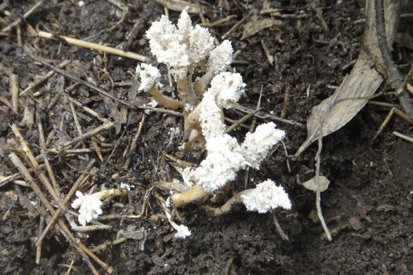 金蟬花有毒嗎 金蟬花怎么吃不會(huì)中毒