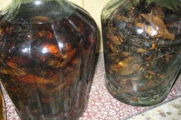 金蟬花泡酒的功效與作用 金蟬花泡酒方法