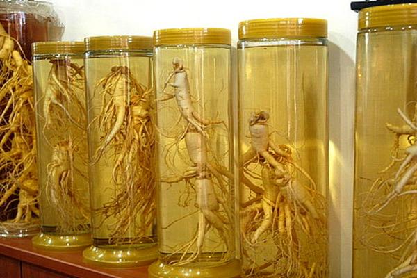 金蟬花泡酒的功效與作用 金蟬花泡酒方法