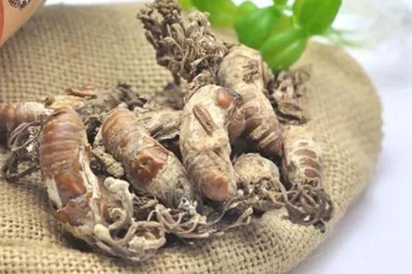 金蟬花泡酒的功效與作用 金蟬花泡酒方法