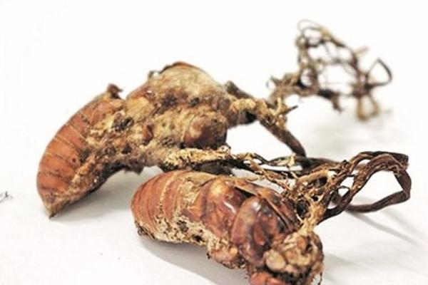 金蟬花哪些人不能吃 金蟬花怎么吃效果最好