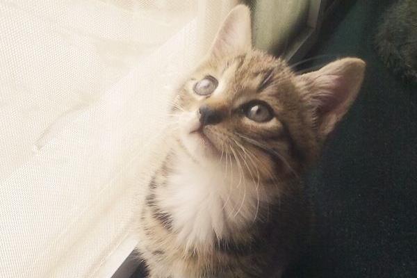 貍花貓和虎斑貓的區別是什么 貍花貓和美短的區別是什么