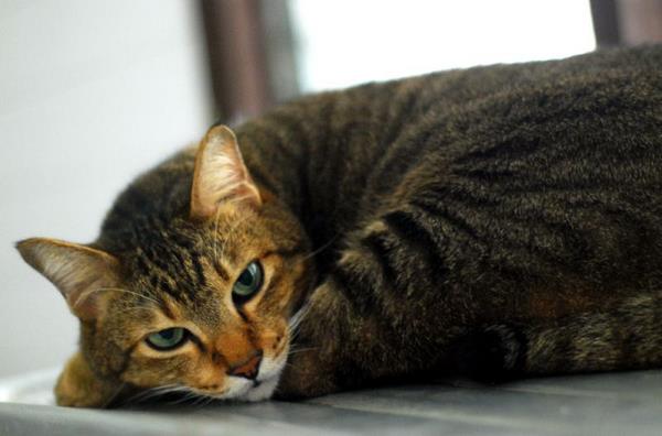 貍花貓和虎斑貓的區別是什么 貍花貓和美短的區別是什么