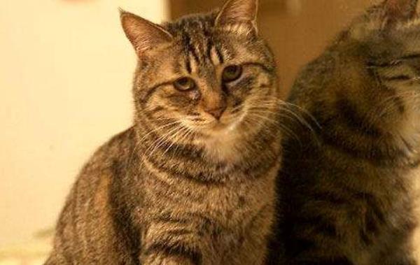 貍花貓和虎斑貓的區別是什么 貍花貓和美短的區別是什么