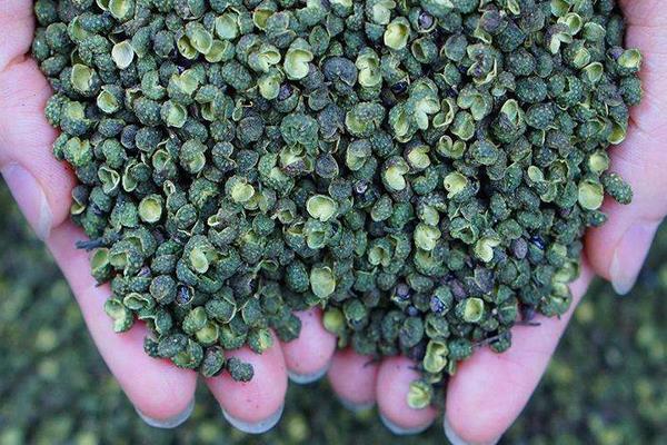 青花椒怎么保存不變色 青花椒怎么制作花椒油